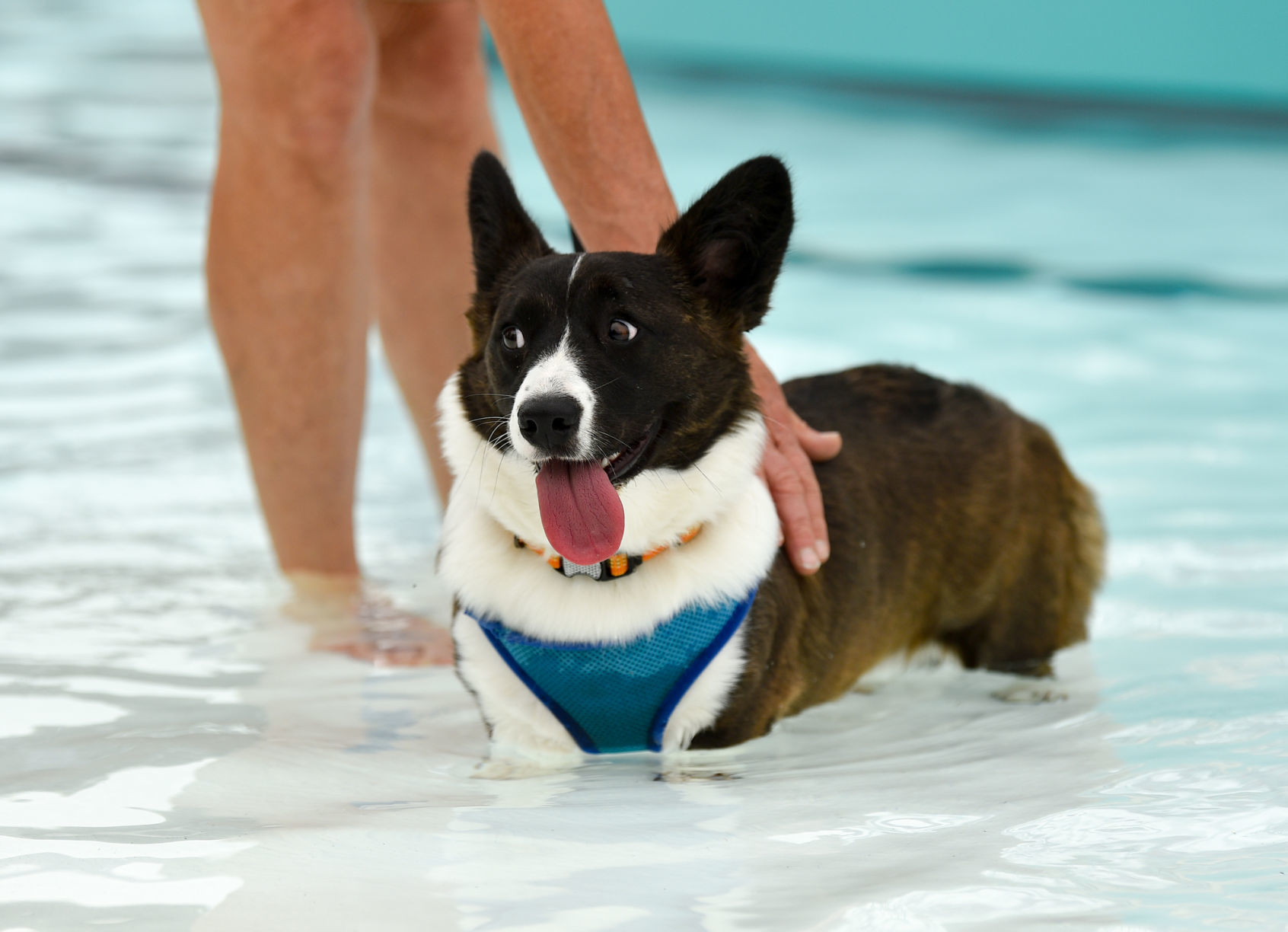 081919-mda-nws-furfriends-005a.JPG